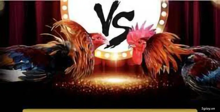 Tham Gia Cá Cược Đá Gà Asia99 Giúp Cược Thủ Về Bờ Nhanh Chóng