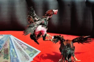 Bí Kíp Cách Chơi Đá Gà Sabong Tại Asia99 Ăn Tiền Thưởng Cực Khủng Ngay Hôm Nay